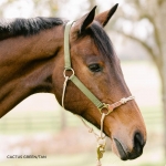 Classic Nylon Hybrid Horse Halter